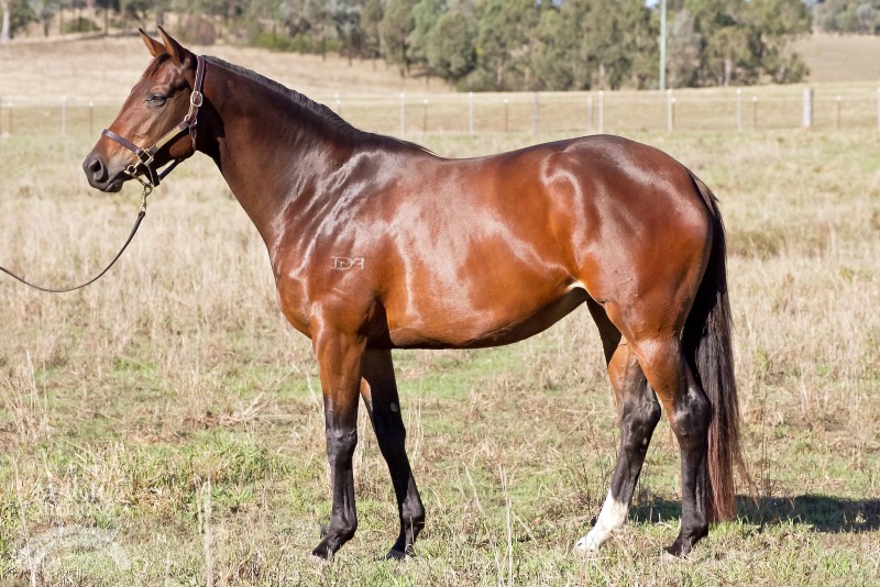 Splat (AUS) - photo 1