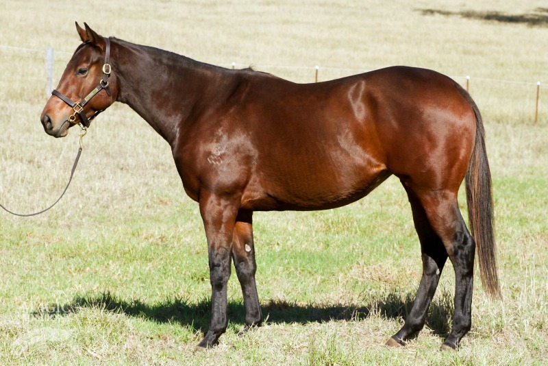 Surf Poet (AUS) - photo 1