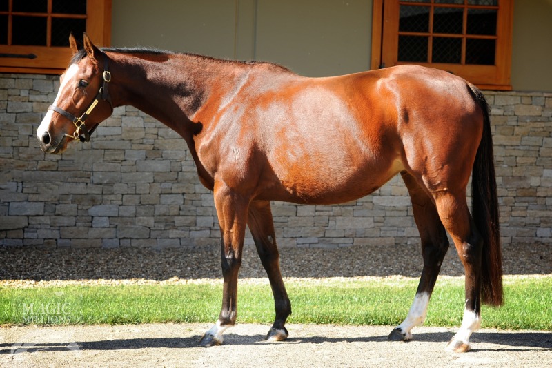 Viva Valaria (GB) - photo 1