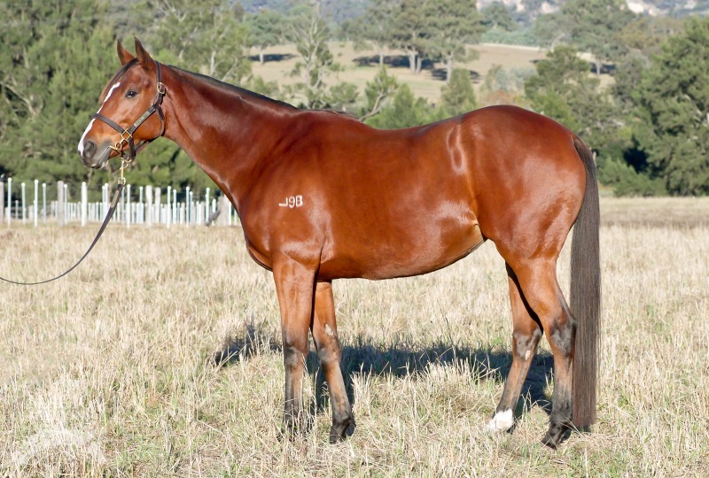 All Primed Up (AUS) - photo 1