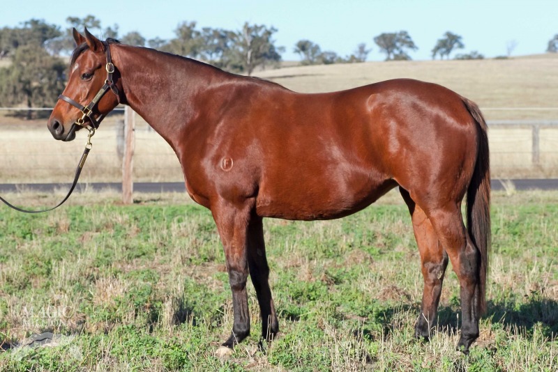 Glade (NZ) - photo 1