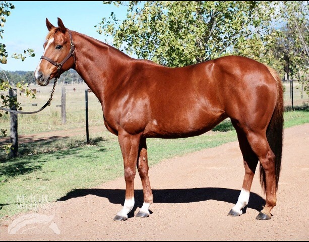 Jacquetta (AUS) - photo 1