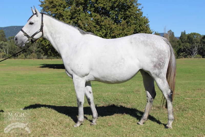 Lemon Sweet (AUS) - photo 1