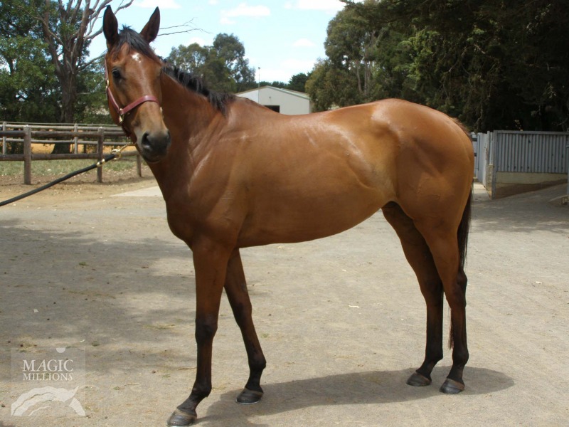 Atlantis Dream (NZ) - photo 1