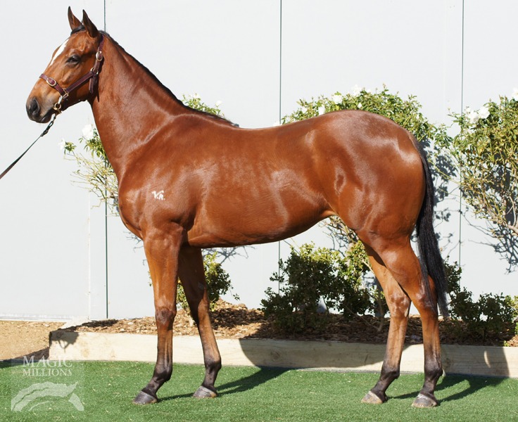 Bullet Train (GB) / Angora (AUS) - photo 1