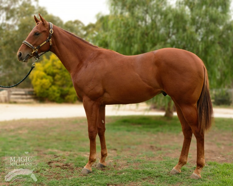 Street Boss (USA) / Dee Dee Miss (AUS) - photo 1