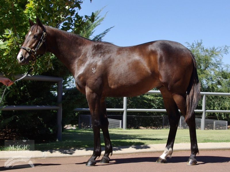Sebring (AUS) / Keeper Quiet (AUS) - photo 1