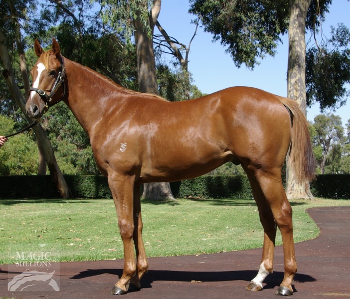 Frost Giant (USA) / Ladidi (AUS) - photo 1