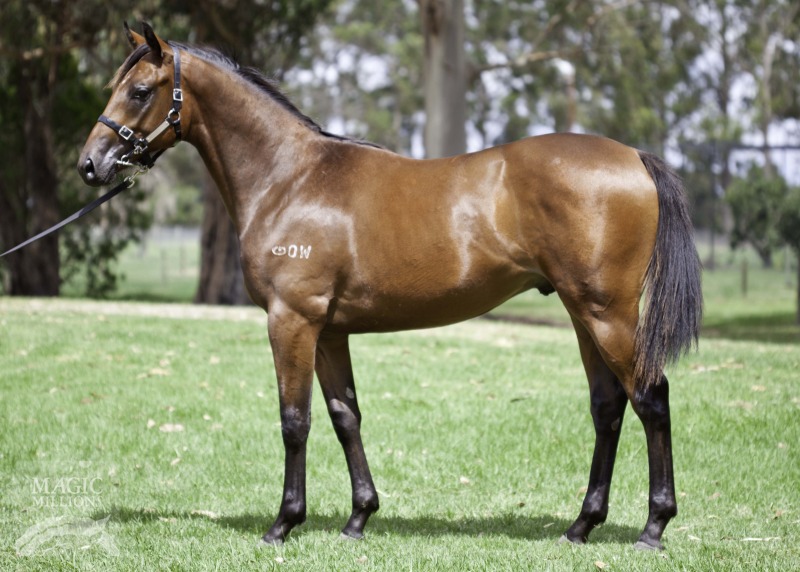 Danehill Express (AUS) / Milihalo (AUS) - photo 1