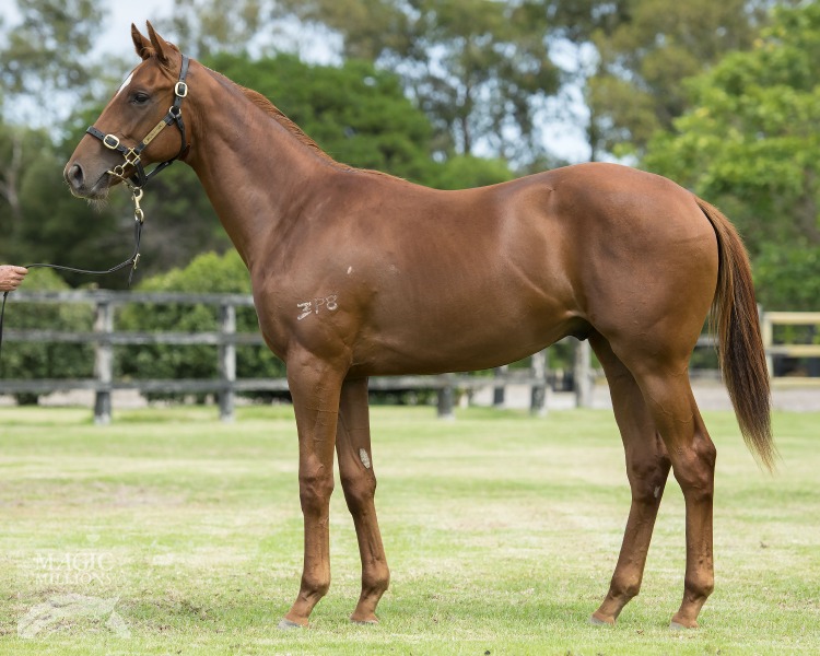 Husson (ARG) / Pym's Lane (AUS) - photo 1