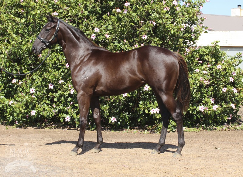 So Secret (AUS) / Royal Minx (AUS) - photo 1