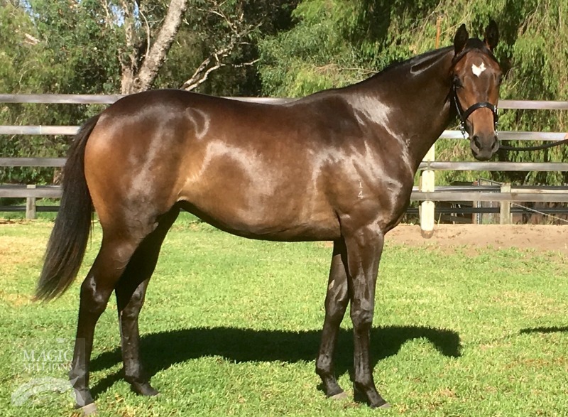 Blackfriars (AUS) / Saracen Star (AUS) - photo 1