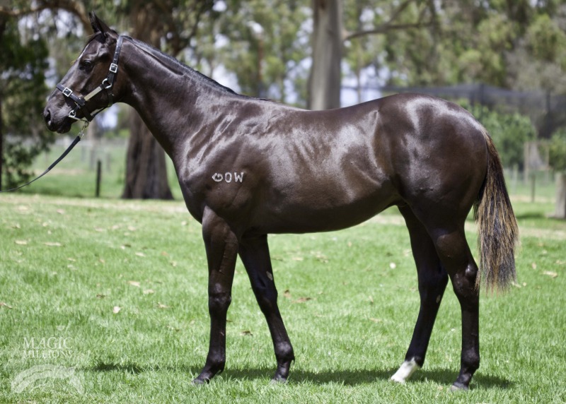 Dick Turpin (IRE) / Scuffs (AUS) - photo 1