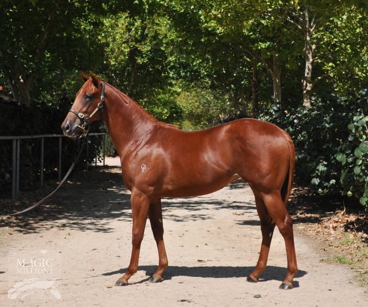 Nicconi (AUS) / Sister Patricia (AUS) - photo 1