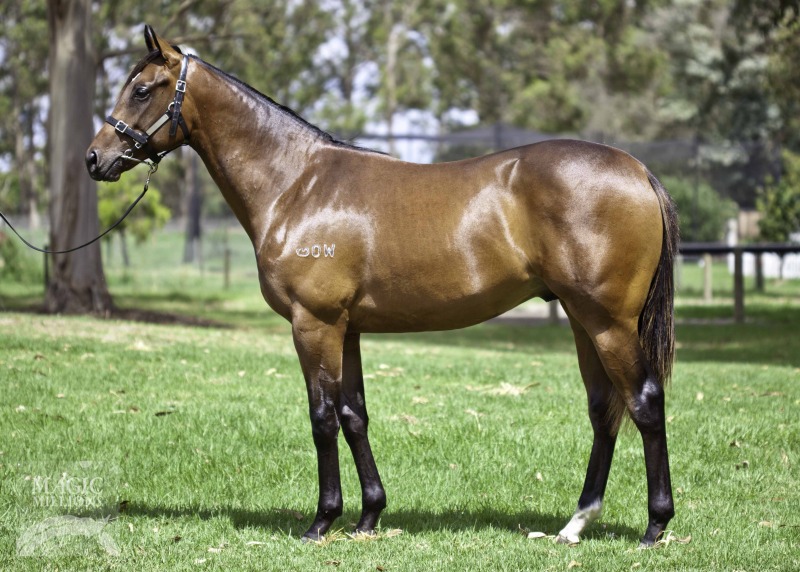 Oratorio (AUS) / Snuglet (AUS) - photo 1