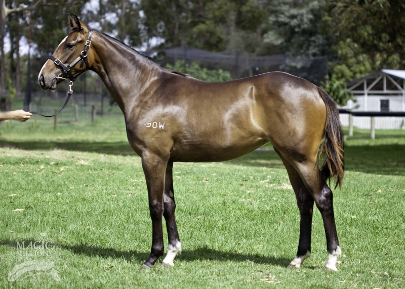 Dick Turpin (IRE) / Choubain (AUS) - photo 1