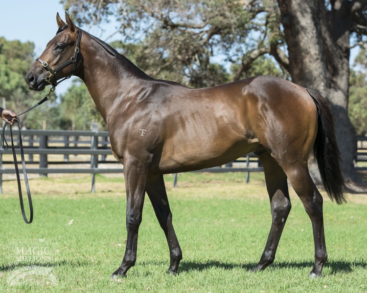 Vital Equine (IRE) / Enchanted Life (AUS) - photo 1