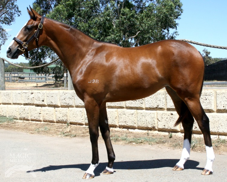Blackfriars (AUS) / Idyllic Doll (AUS) - photo 1