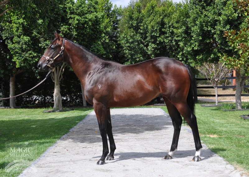 Written Tycoon (AUS) / Illustre (NZ) - photo 1