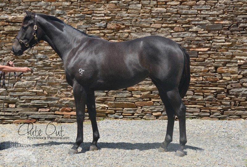 Al Maher (AUS) / Totolo (AUS) - photo 1