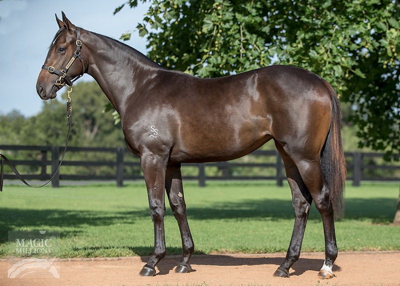 Pierro (AUS) / Irish Dream (AUS) - photo 1