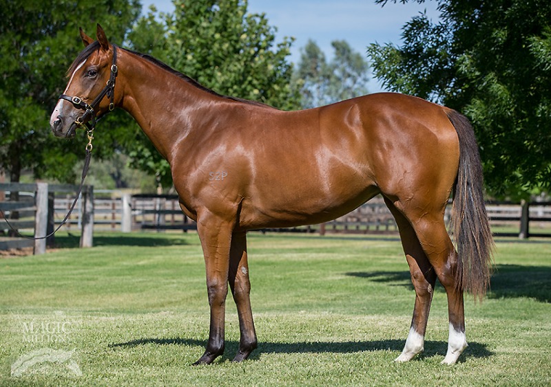Pierro (AUS) / Moonlight Bay (AUS) - photo 1