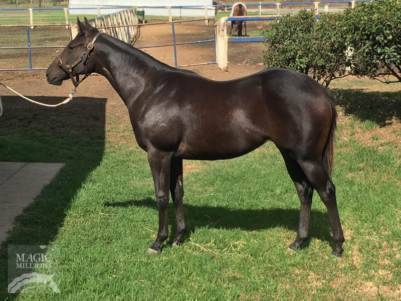 Spirit of Boom (AUS) / Military Bride (AUS) - photo 1