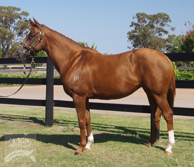 Red Kitty (AUS) - photo 1