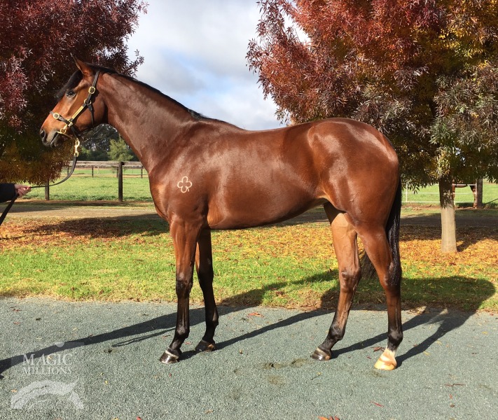 So You Think (NZ) / Limoncino (NZ) - photo 1