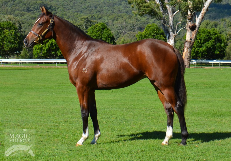 Foxwedge (AUS) / Problem Solved (AUS) - photo 1