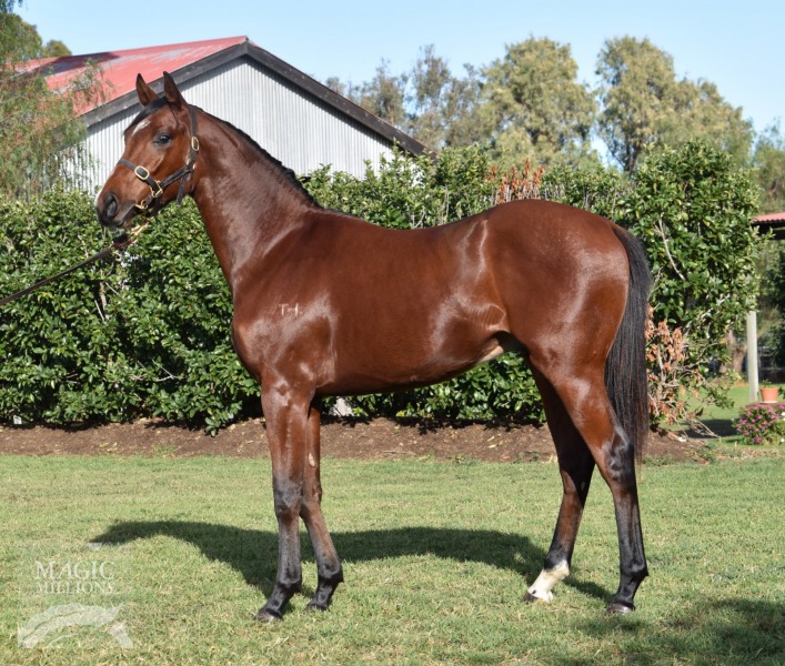 Mahisara (AUS) / Suretoscore (AUS) - photo 1