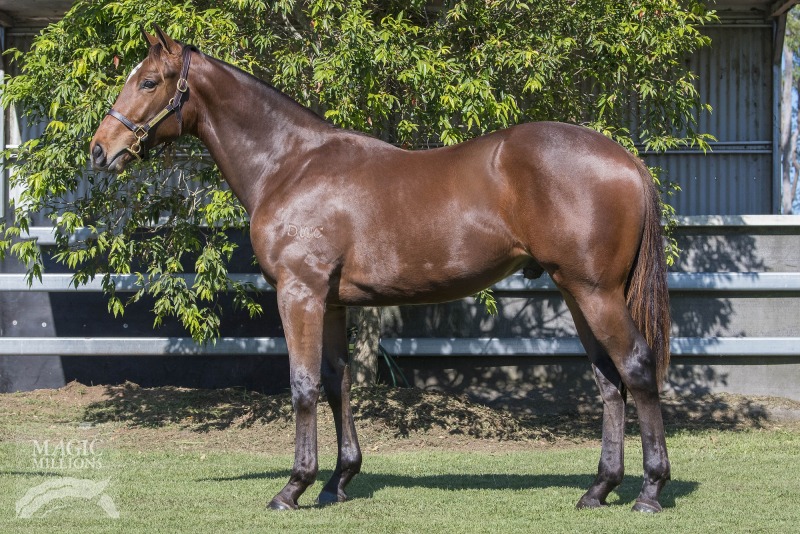 Red Element (AUS) / Faenza (AUS) - photo 1