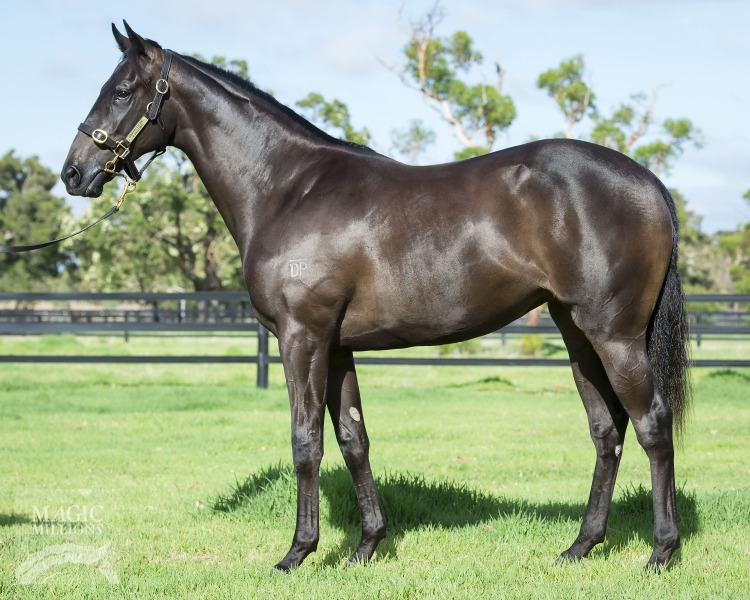 All American (AUS) / Darci Drama (NZ) - photo 1