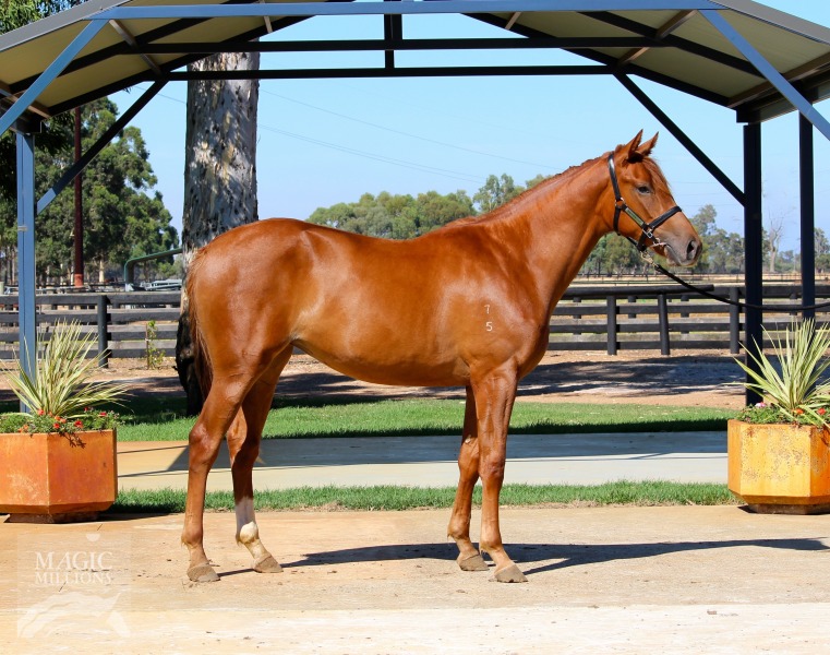 Trade Fair (GB) / Just Maud (AUS) - photo 1