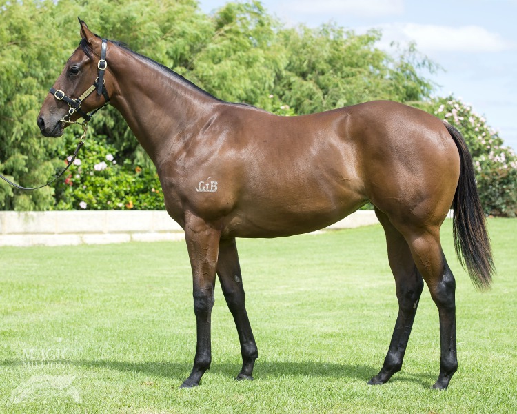 Sizzling (AUS) / Kezzabelle (AUS) - photo 1