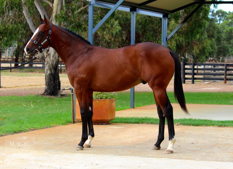 Galah (AUS) / Kings Advantage (AUS) - photo 1