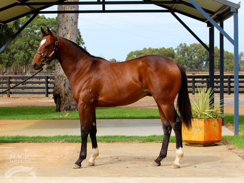 Galah (AUS) / Liberty Isle (AUS) - photo 1