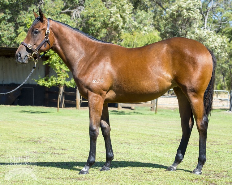 Choisir (AUS) / Little Wonder Why (AUS) - photo 1