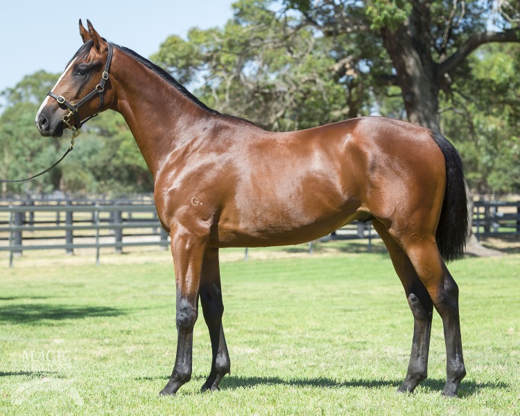 Bernardini (USA) / Ma Joie (AUS) - photo 1