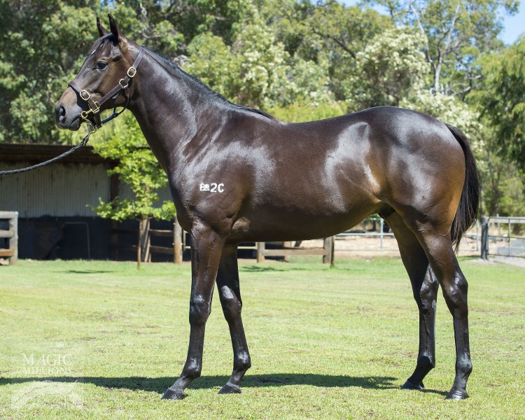 Charge Forward (AUS) / Molta (NZ) - photo 1