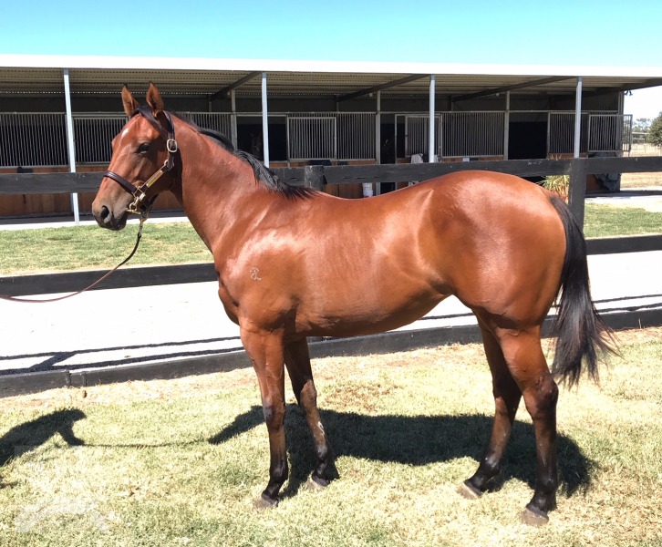 Deep Field (AUS) / Sweet Maggie (AUS) - photo 1