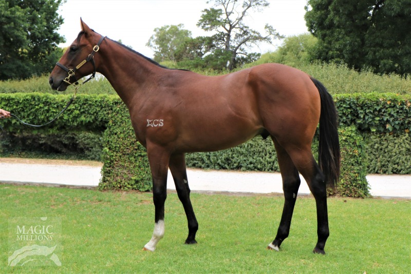 Hussonet (USA) / Brillanti (NZ) - photo 1