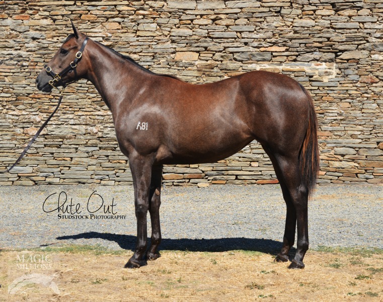 Dalakhani (IRE) / Chomp (AUS) - photo 1