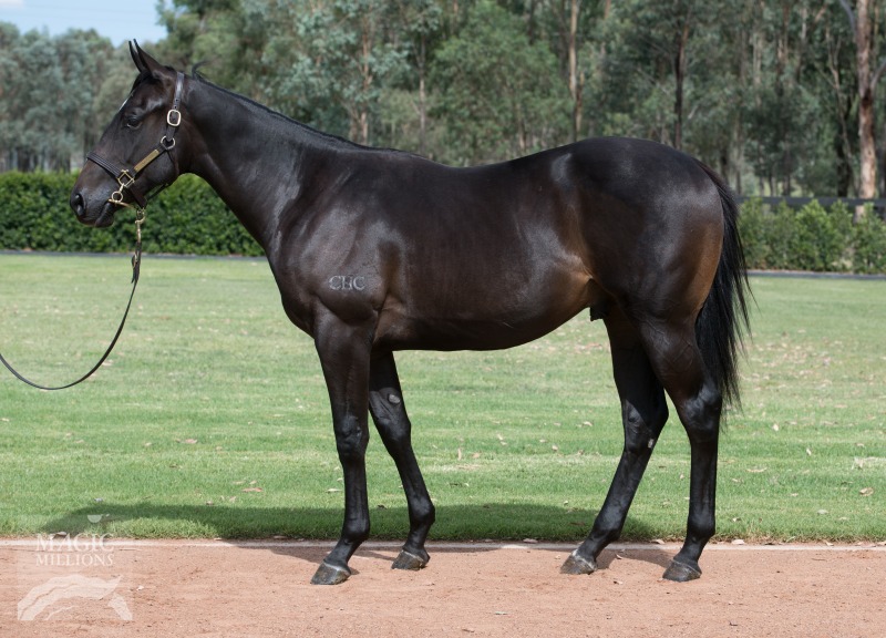 Brazen Beau (AUS) / Calvados (AUS) - photo 1