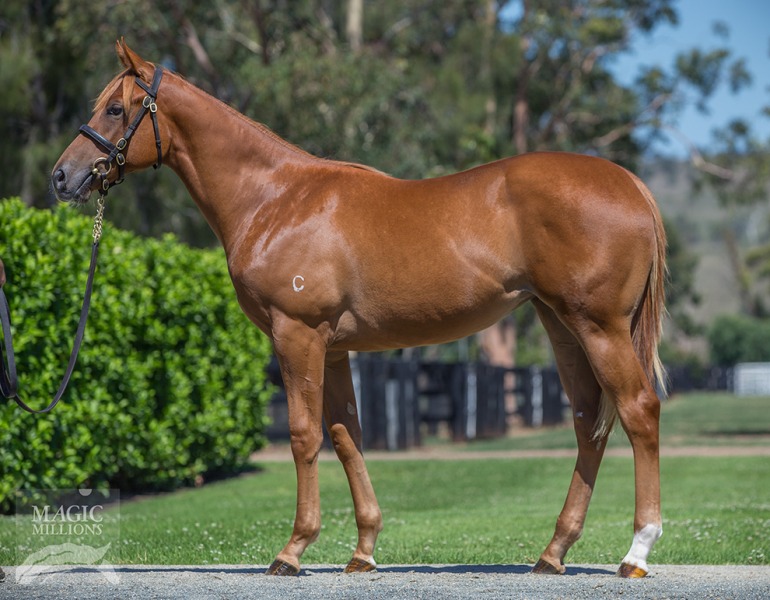 Zoffany (IRE) / Freckle Face (AUS) - photo 1