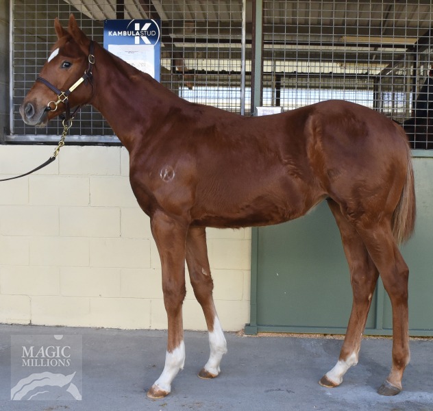 Zoustar (AUS) / Armanjena (AUS) - photo 1