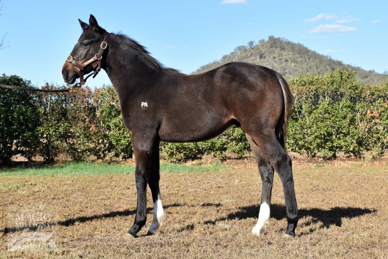 Holy Roman Emperor (IRE) / Lady Primera (AUS) - photo 1