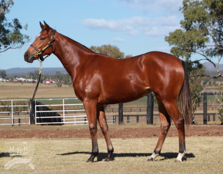 Dundeel (NZ) / Natural Selection (AUS) - photo 1