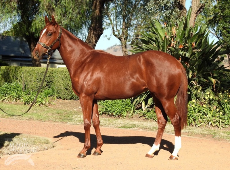 All Too Hard (AUS) / Night War (AUS) - photo 1