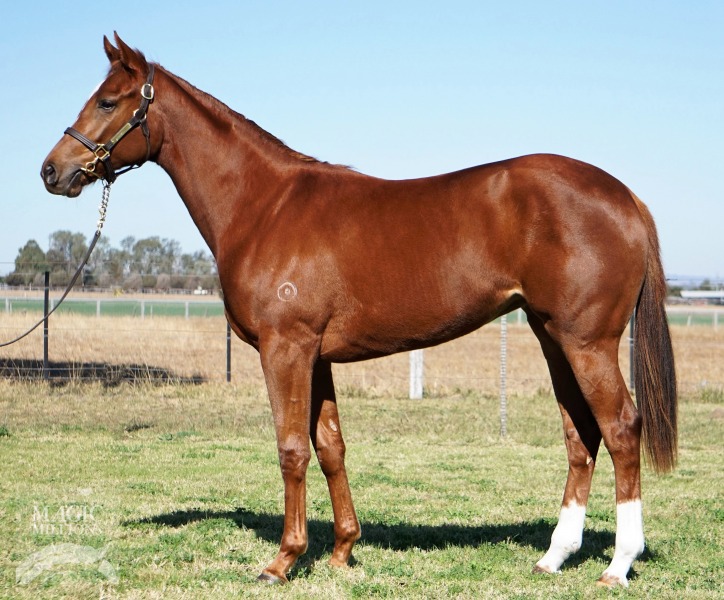 Rubick (AUS) / Royal Emerger (AUS) - photo 1